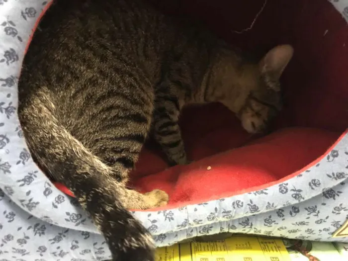 Gato ra a SRD idade 2 a 6 meses nome Sem nome ainda 