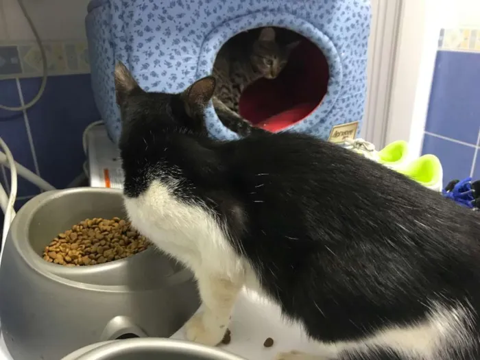 Gato ra a SRD idade 2 a 6 meses nome Sem nome ainda 