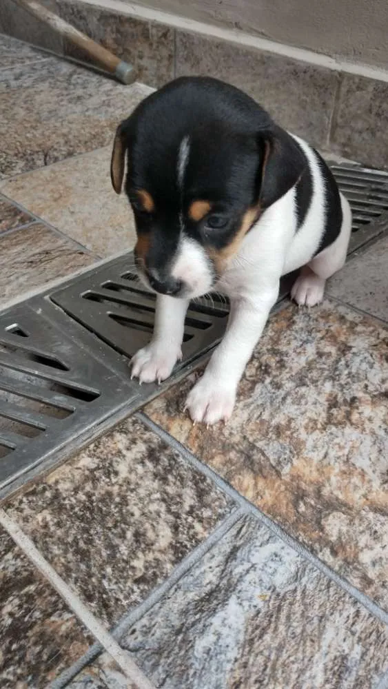 Cachorro ra a  idade Abaixo de 2 meses nome Vira lata