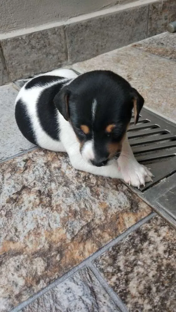 Cachorro ra a  idade Abaixo de 2 meses nome Vira lata