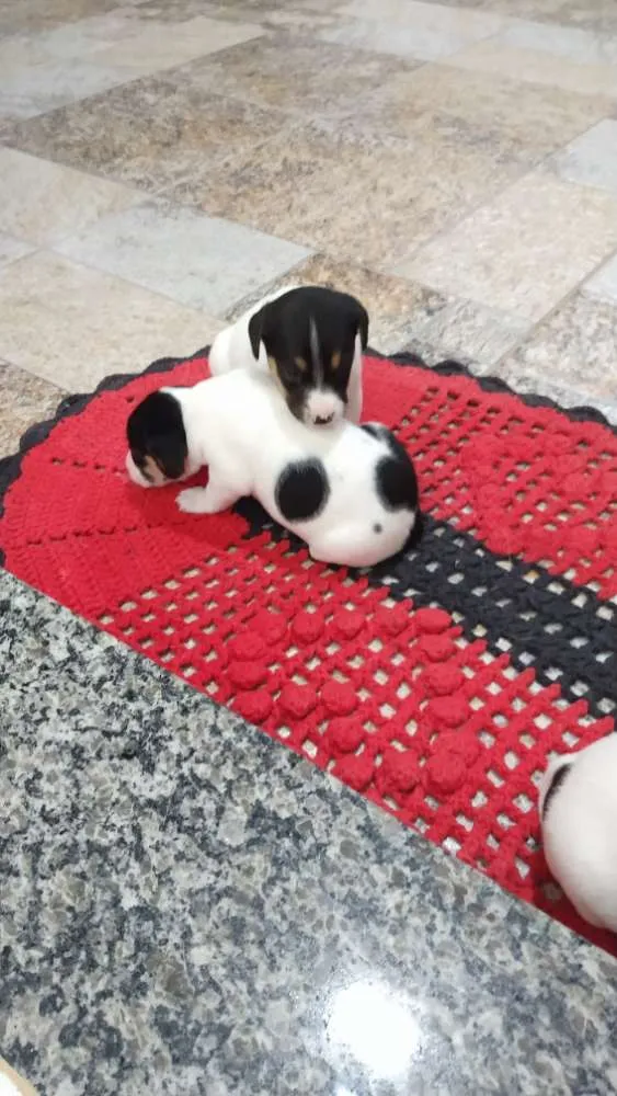 Cachorro ra a  idade Abaixo de 2 meses nome Vira lata