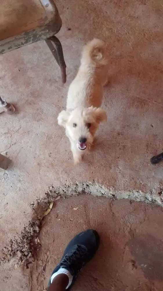 Cachorro ra a Maltês idade 5 anos nome Bolinha