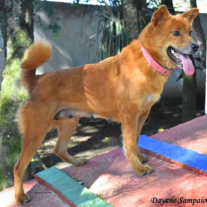 Cachorro ra a srd idade 2 anos nome Jade