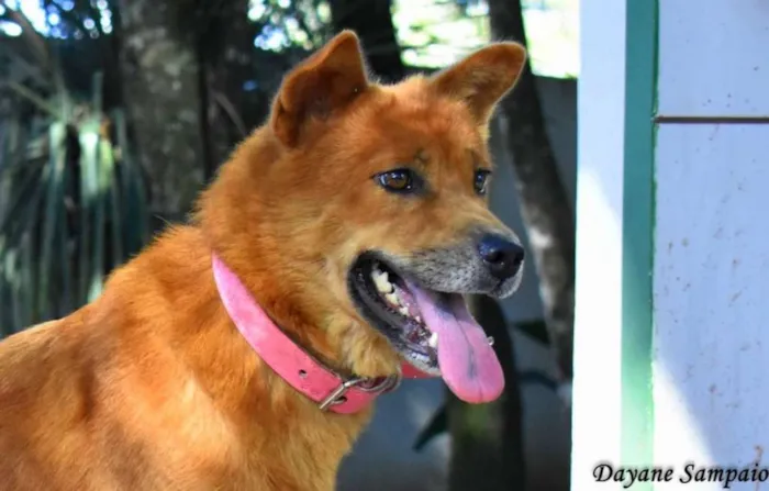 Cachorro ra a srd idade 2 anos nome Jade
