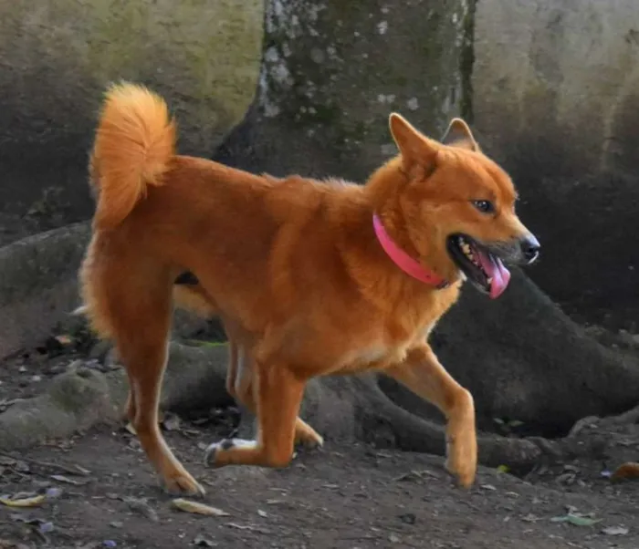 Cachorro ra a srd idade 2 anos nome Jade