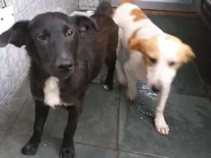 Cachorro raça SRD idade 7 a 11 meses nome Will e Mike