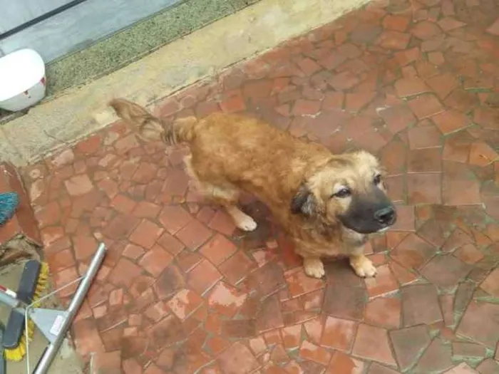 Cachorro ra a Vira lata idade 7 a 11 meses nome Lupita