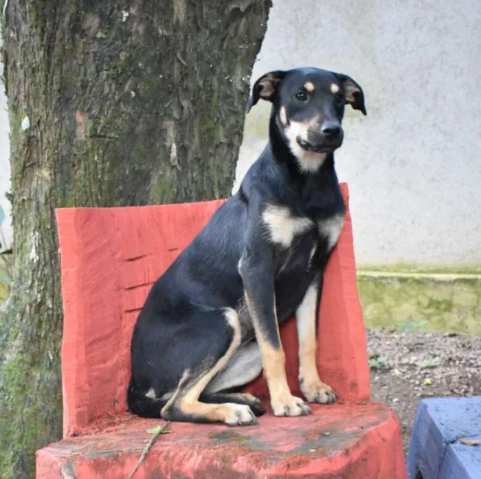 Cachorro ra a SRD idade 7 a 11 meses nome Gal