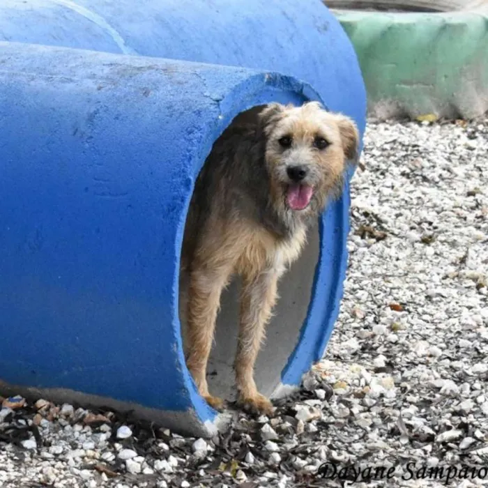 Cachorro ra a SRD idade 2 anos nome Nairóbi