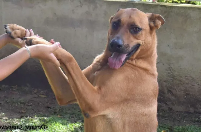 Cachorro raça SRD idade 4 anos nome Marrom