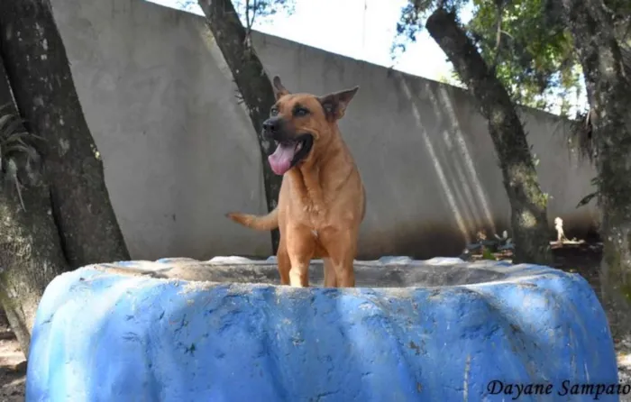Cachorro raça SRD idade 4 anos nome Marrom