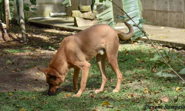 Cachorro raça SRD idade 4 anos nome Marrom
