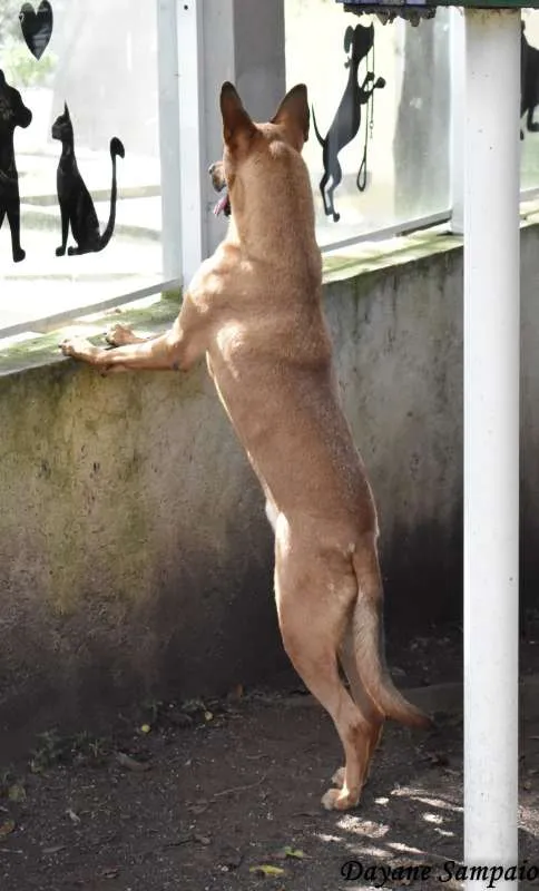 Cachorro raça SRD idade 4 anos nome Marrom