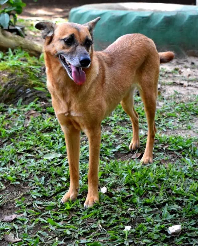 Cachorro raça SRD idade 5 anos nome Dandara