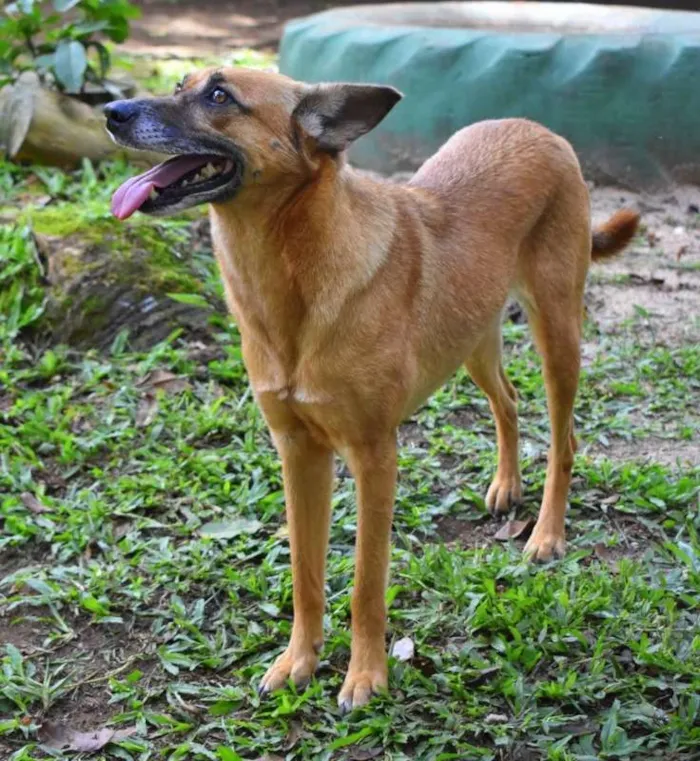 Cachorro raça SRD idade 5 anos nome Dandara
