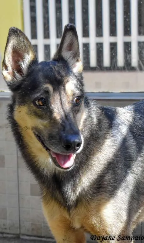 Cachorro ra a SRD idade 5 anos nome Síria
