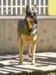 Síria