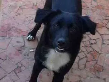 Cachorro ra a Srd idade 7 a 11 meses nome Jabuticaba