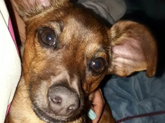 Cachorro ra a Salsicha  idade 1 ano nome Sid