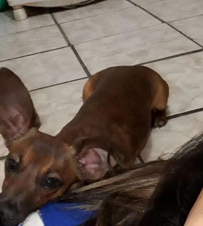 Cachorro ra a Salsicha  idade 1 ano nome Sid