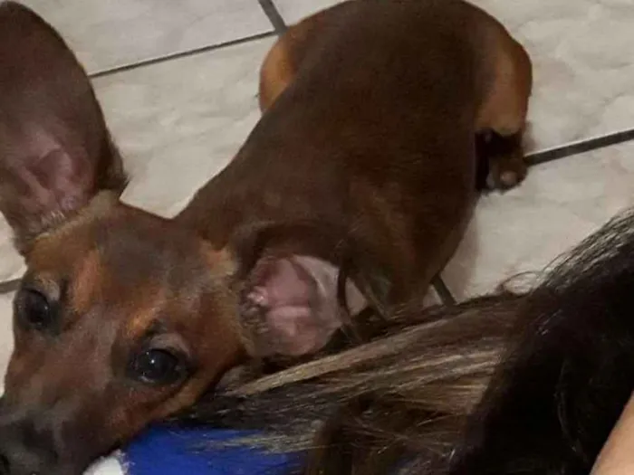 Cachorro ra a Salsicha  idade 1 ano nome Sid