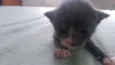 Tom