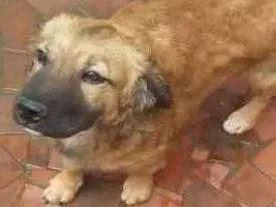 Cachorro ra a Vira lata idade 7 a 11 meses nome Lupita