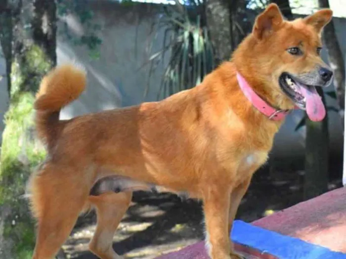 Cachorro ra a srd idade 2 anos nome Jade
