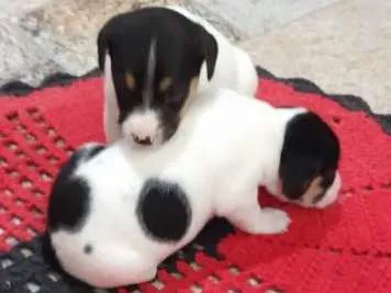 Cachorro ra a  idade Abaixo de 2 meses nome Vira lata