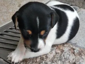 Cachorro raça  idade Abaixo de 2 meses nome Vira lata