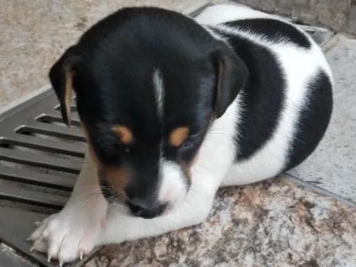 Cachorro ra a  idade Abaixo de 2 meses nome Vira lata