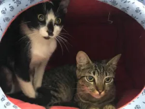 Gato raça SRD idade 2 a 6 meses nome Sem nome ainda 