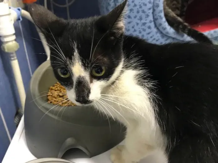 Gato ra a SRD idade 2 a 6 meses nome Sem nome ainda 