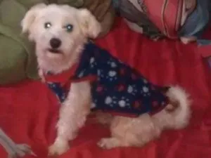 Cachorro raça Maltês idade 5 anos nome Bolinha