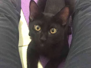Gato raça SRD idade 2 a 6 meses nome Lorenzo