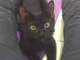 Lorenzo