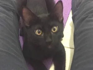 Gato raça SRD idade 2 a 6 meses nome Lorenzo