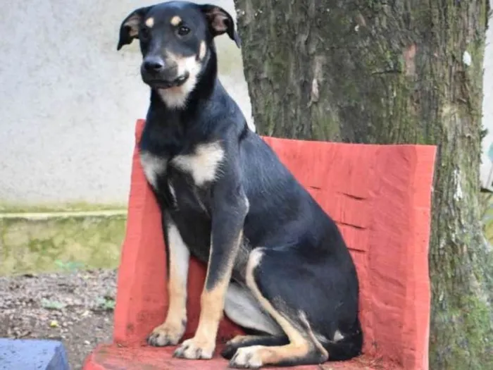Cachorro ra a SRD idade 7 a 11 meses nome Gal