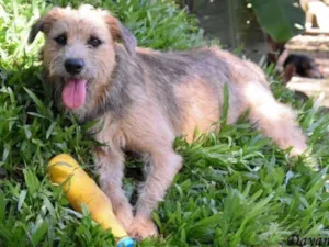 Cachorro raça SRD idade 2 anos nome Nairóbi