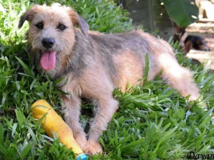 Cachorro ra a SRD idade 2 anos nome Nairóbi