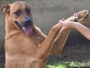 Cachorro raça SRD idade 4 anos nome Marrom