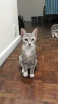 Gatinhas