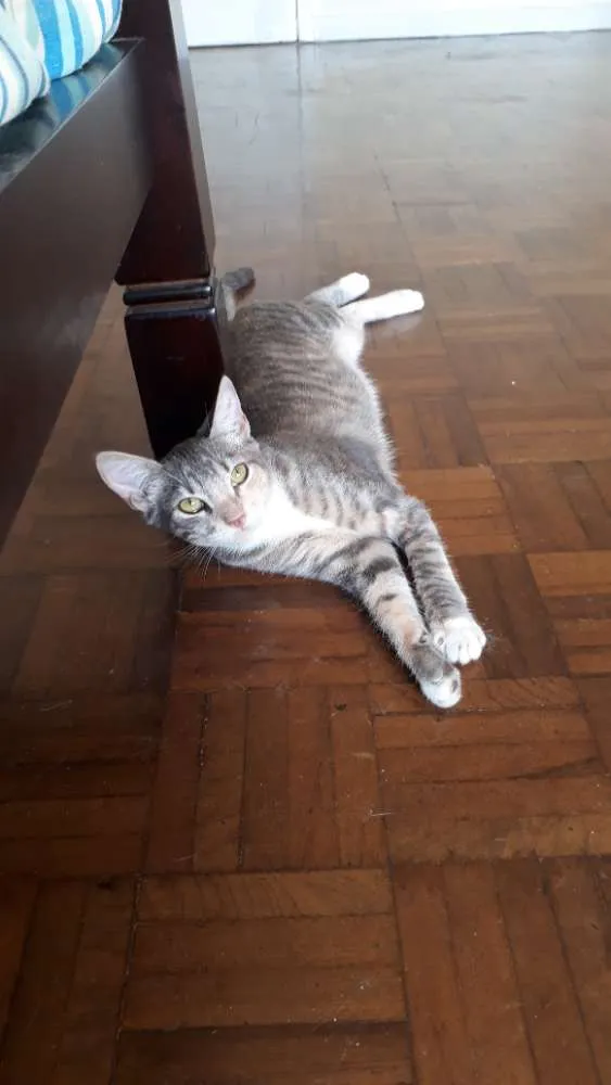 Gato ra a  idade 2 a 6 meses nome Gatinhas
