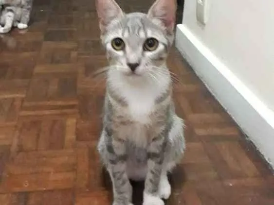 Gato ra a  idade 2 a 6 meses nome Gatinhas