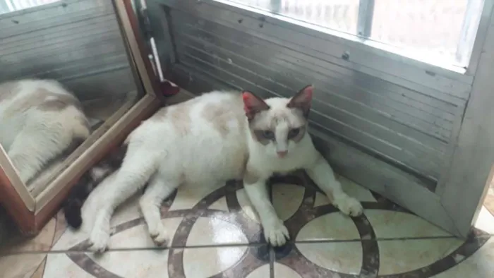 Gato ra a  idade 3 anos nome Polly