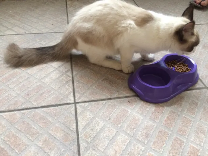 Gato ra a Sem raça definida  idade 2 a 6 meses nome Bebe 