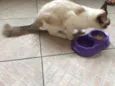 Bebe