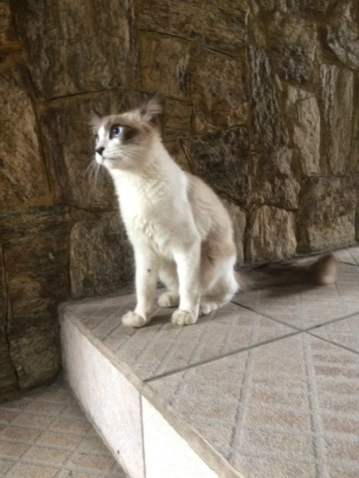 Gato ra a Sem raça definida  idade 2 a 6 meses nome Bebe 
