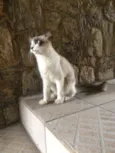 Bebe
