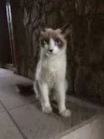 Bebe